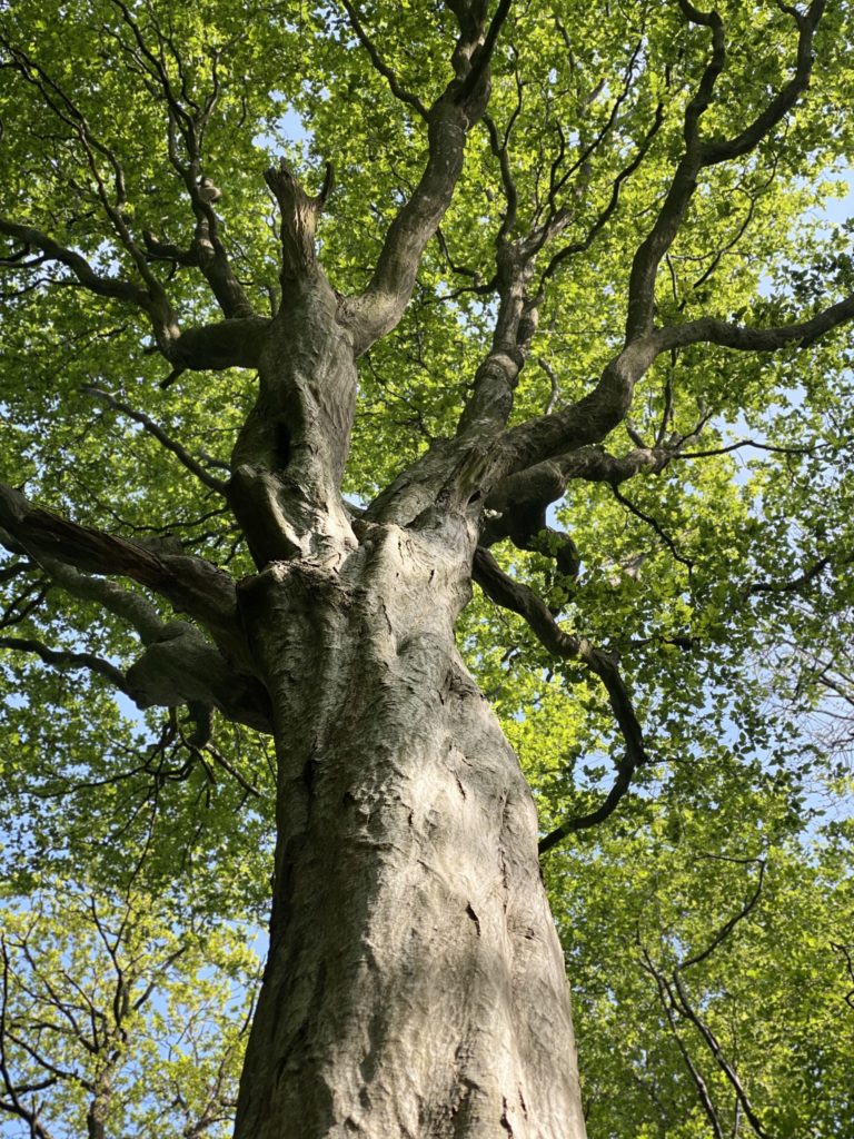 Parc d'Olhain - Agence GUS Parc d'Olhain - Agence GUS